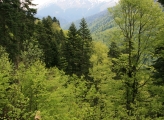 Wide angle shot of green trees with snowy mountains in the back 